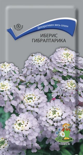 Многолетник Иберис Гибралтарика ЦВ Поиск
