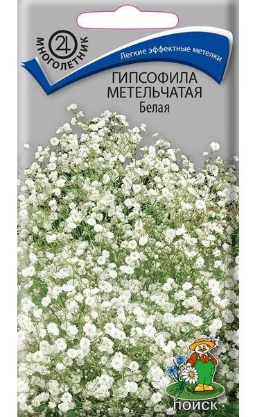 Многолетник Гипсофила метельчатая Белая ЦВ Поиск
