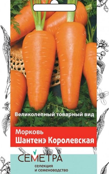 Морковь ШАНТАНЭ КОРОЛЕВСКАЯ Семетра Поиск