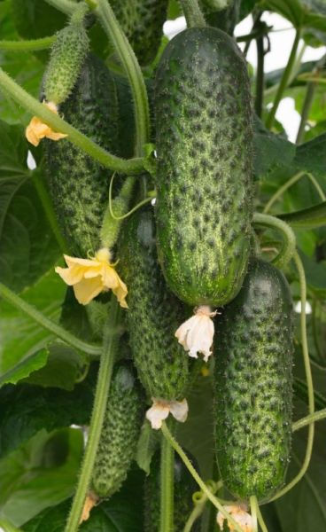 Огурец АМАРОК F1 / АМАRОК F1 Bejo