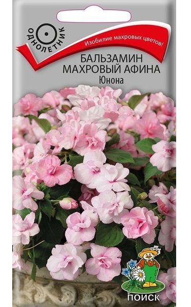 Однолетник Бальзамин махр. Афина Юнона ЦВ Поиск