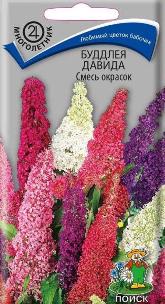 Многолетник Буддлея Давида Смесь окрасок ЦВ Поиск