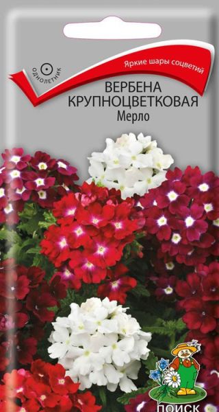 Однолетник Вербена крупноцветковая  Мерло ЦВ Поиск