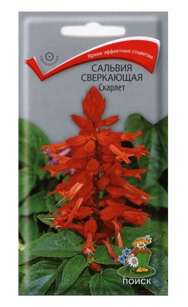 Однолетник Сальвия сверкающая Скарлет ЦВ Поиск