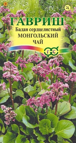 Многолетник Бадан сердцелистный Монгольский Чай Гавриш