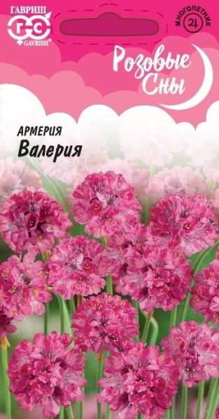 Многолетник Армерия Валерия Розовые сны Гавриш