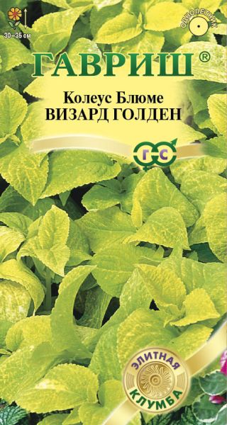 Однолетник Колеус Визард Голден Элитная клумба Гавриш