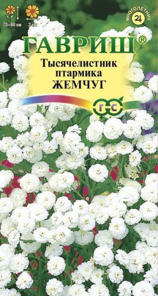 Многолетник Тысячелистник Жемчуг белый Гавриш