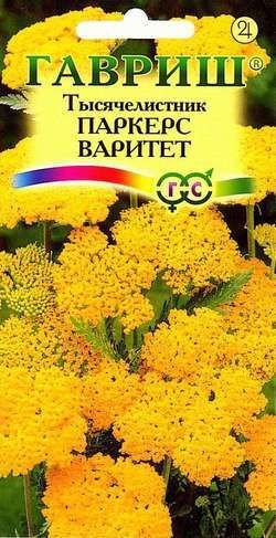 Многолетник Тысячелистник Паркерс Варитет желтый  Гавриш
