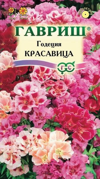 Однолетник Годеция Красавица  Гавриш