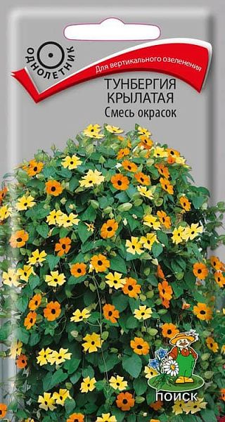 Однолетник Тунбергия крылатая Смесь окрасок ЦВ Поиск