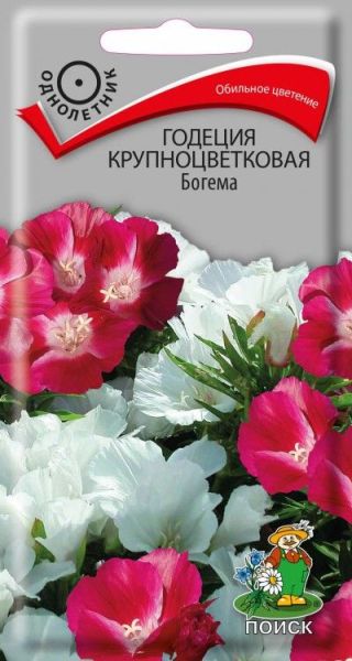 Однолетник Годеция крупноцветковая Богема  ЦВ Поиск