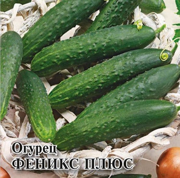 Огурец ФЕНИКС ПЛЮС Гавриш