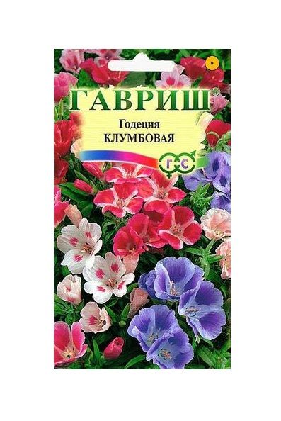 Однолетник Годеция Клумбовая  Гавриш