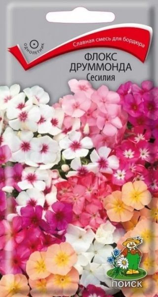 Однолетник Флокс друммонда Сесилия ЦВ Поиск