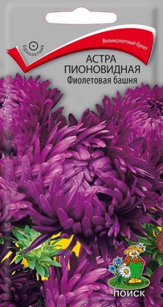 Однолетник Астра пионовидная Фиолетовая башня  ЦВ Поиск