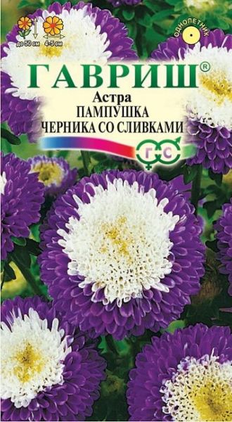 Однолетник Астра Пампушка черника со сливками  Гавриш
