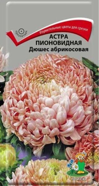 Однолетник Астра пионовидная Дюшес абрикосовая  ЦВ Поиск