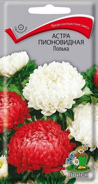 Однолетник Астра пионовидная Полька  ЦВ Поиск