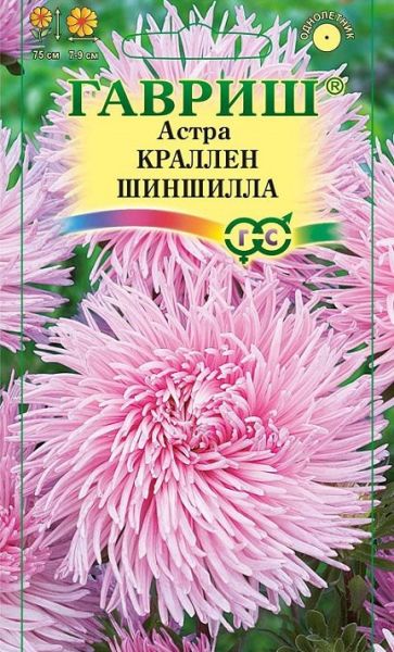 Однолетник Астра Краллен Шиншила Гавриш