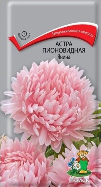 Однолетник Астра пионовидная Янина  ЦВ Поиск