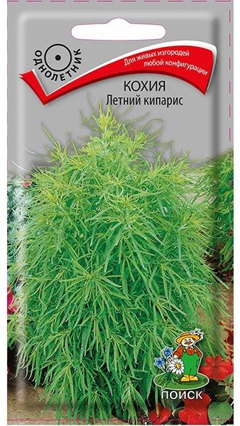 Однолетник Кохия Летний кипарис ЦВ Поиск