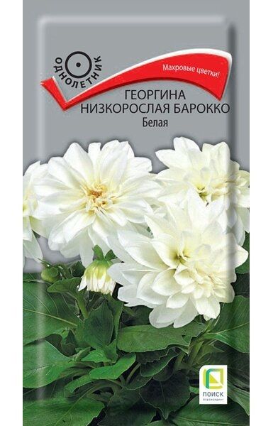 Однолетник Георгина низкорослая Барокко Белая  ЦВ Поиск