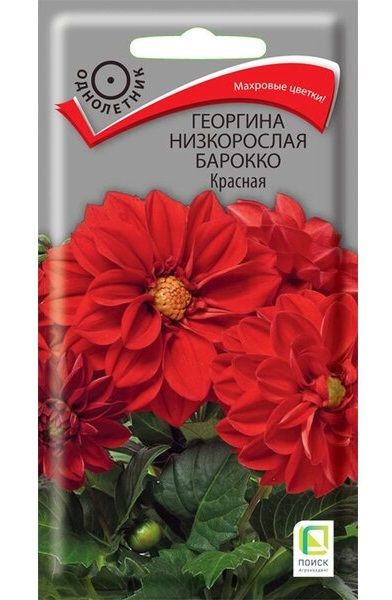Однолетник Георгина низкорослая Барокко Красная  ЦВ Поиск