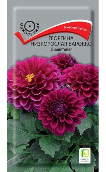 Однолетник Георгина низкорослая Барокко Фиолетовая  ЦВ Поиск