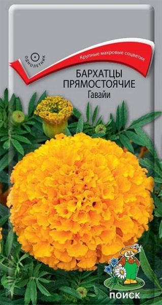 Однолетник Бархатцы прямостоячие Гавайи  ЦВ Поиск