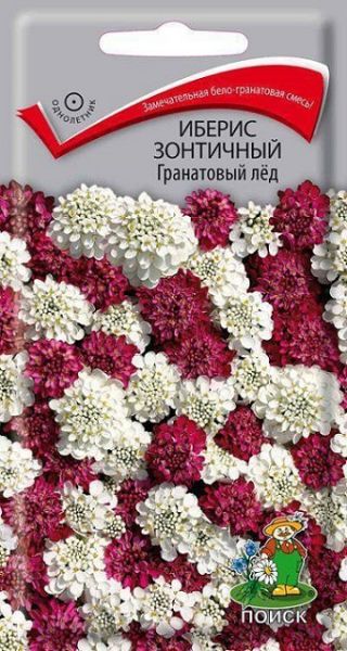 Однолетник Иберис зонтичный Гранатовый лед ЦВ Поиск
