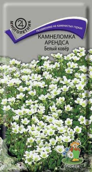 Многолетник Камнеломка Арендса Белый ковер ЦВ Поиск