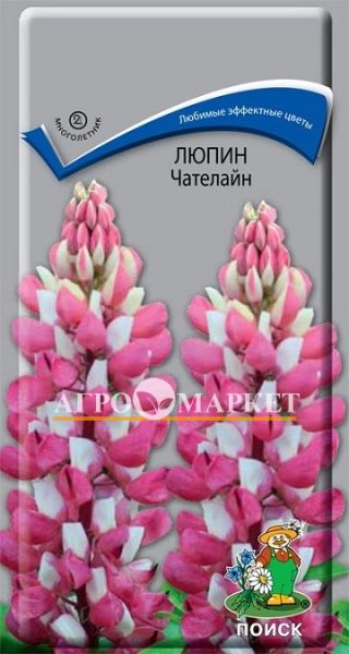 Многолетник Люпин (декоративный) Чателайн ЦВ Поиск
