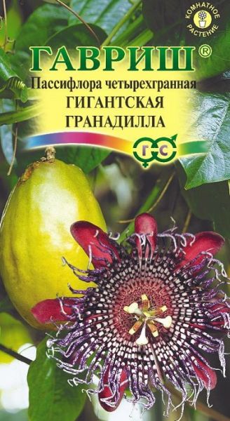 Комнатные Пассифлора четырехгранная гигантская Гранадилла  Гавриш