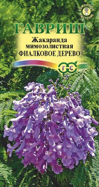 Комнатные Жакаранда Фиалковое дерево Гавриш