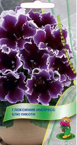 Комнатные Глоксиния Импресс Блю Пикоти  ЦВ Поиск