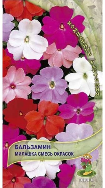 Комнатные Бальзамин Милашка смесь окрасок  ЦВ Поиск