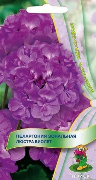 Комнатные Пеларгония зональная Люстра виолет  ЦВ Поиск