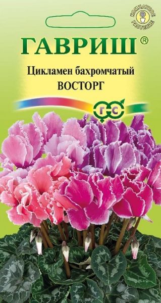 Комнатные Цикламен махровый Восторг смесь с белым краем ЭК Гавриш