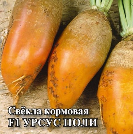 Свекла желтая кормовая УРСУС ПОЛИ Гавриш