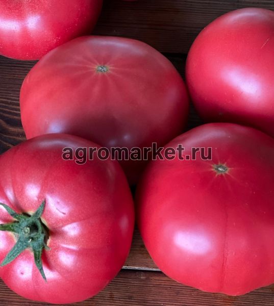 Томат ЭРАЙ (ПИНК ХИТ) F1 / ERAY (PINK HIT) F1 Yuksel Tohum