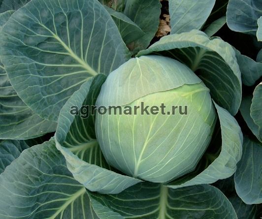 Капуста белокочанная КОЛЯ F1 / KOLIA F1 Seminis