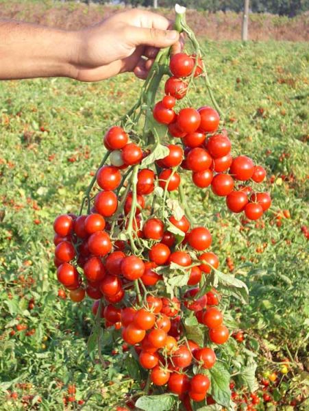 Томат СТРОМБОЛИНО F1 / STROMBOLINO F1 United Genetics