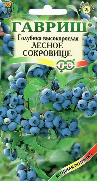 Голубика высокорослая Лесное сокровище Гавриш