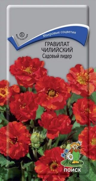 Многолетник Гравилат чилийский Садовый лидер ЦВ Поиск