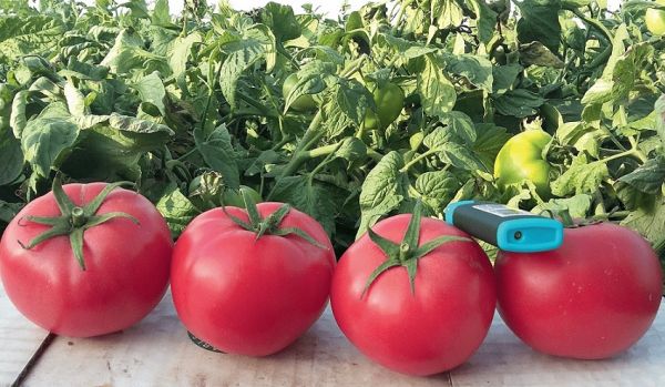 Томат ХАПИНЕТ F1 / HAPINET Syngenta