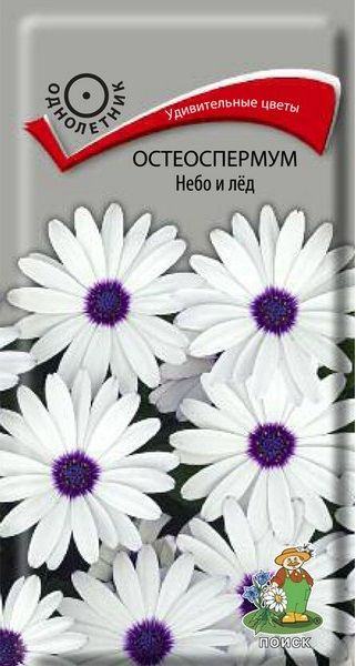 Однолетник Остеоспермум Небо и лед ЦВ Поиск