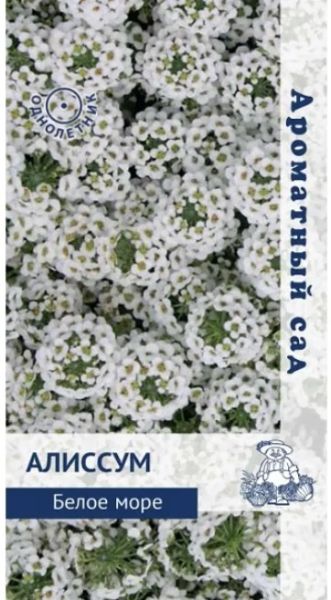 Однолетник Алиссум Белое море ЦВ Поиск
