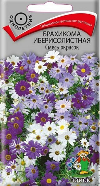 Однолетник Брахикома иберисолистная Смесь окрасок Поиск