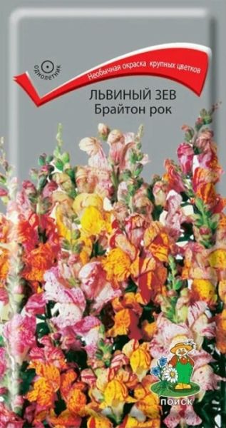 Однолетник Львиный зев Брайтон рок Поиск